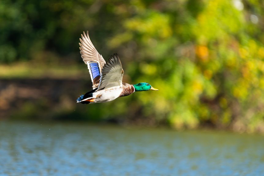 serene beauty of dal lake